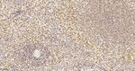 UAP56 Antibody in Immunohistochemistry (Paraffin) (IHC (P))