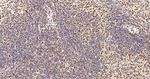 UAP56 Antibody in Immunohistochemistry (Paraffin) (IHC (P))
