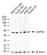 UAP56 Antibody in Western Blot (WB)