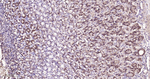 IDH1 Antibody in Immunohistochemistry (Paraffin) (IHC (P))
