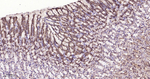 IDH1 Antibody in Immunohistochemistry (Paraffin) (IHC (P))