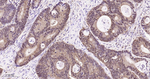 IDH1 Antibody in Immunohistochemistry (Paraffin) (IHC (P))