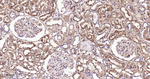 IDH1 Antibody in Immunohistochemistry (Paraffin) (IHC (P))