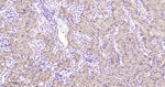 IDH1 Antibody in Immunohistochemistry (Paraffin) (IHC (P))