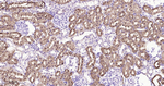 IDH1 Antibody in Immunohistochemistry (Paraffin) (IHC (P))