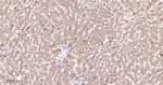 IDH1 Antibody in Immunohistochemistry (Paraffin) (IHC (P))