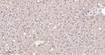IDH1 Antibody in Immunohistochemistry (Paraffin) (IHC (P))