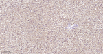 IDH1 Antibody in Immunohistochemistry (Paraffin) (IHC (P))