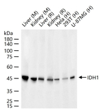 IDH1 Antibody in Western Blot (WB)