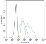 NAP1L1 Antibody in Flow Cytometry (Flow)