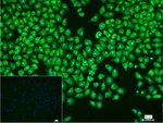 NAP1L1 Recombinant Rabbit Monoclonal Antibody (8E5)