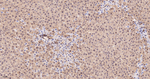 NAP1L1 Antibody in Immunohistochemistry (Paraffin) (IHC (P))
