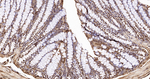 NAP1L1 Antibody in Immunohistochemistry (Paraffin) (IHC (P))