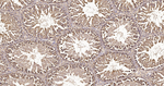 NAP1L1 Antibody in Immunohistochemistry (Paraffin) (IHC (P))