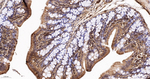 NAP1L1 Antibody in Immunohistochemistry (Paraffin) (IHC (P))