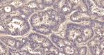 NAP1L1 Antibody in Immunohistochemistry (Paraffin) (IHC (P))