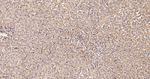 NAP1L1 Antibody in Immunohistochemistry (Paraffin) (IHC (P))