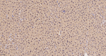 NAP1L1 Antibody in Immunohistochemistry (Paraffin) (IHC (P))