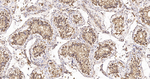 NAP1L1 Antibody in Immunohistochemistry (Paraffin) (IHC (P))