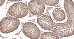 NAP1L1 Antibody in Immunohistochemistry (Paraffin) (IHC (P))