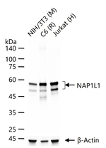 NAP1L1 Antibody in Western Blot (WB)