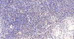 Pokemon Antibody in Immunohistochemistry (Paraffin) (IHC (P))