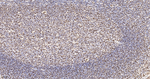 Pokemon Antibody in Immunohistochemistry (Paraffin) (IHC (P))