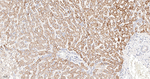 TrxR2 Antibody in Immunohistochemistry (Paraffin) (IHC (P))