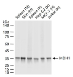 MDH1 Recombinant Rabbit Monoclonal Antibody (6D9)