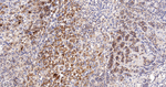 alpha Galactosidase Recombinant Rabbit Monoclonal Antibody (4D11)