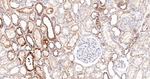 alpha Galactosidase Antibody in Immunohistochemistry (Paraffin) (IHC (P))