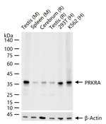 PACT Recombinant Rabbit Monoclonal Antibody (9D10)