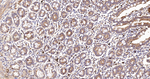 TSC1 Antibody in Immunohistochemistry (Paraffin) (IHC (P))