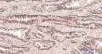 TSC1 Antibody in Immunohistochemistry (Paraffin) (IHC (P))