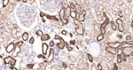 TMPRSS2 Antibody in Immunohistochemistry (Paraffin) (IHC (P))