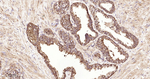 TMPRSS2 Recombinant Rabbit Monoclonal Antibody (7H2)