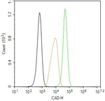 CAD Antibody in Flow Cytometry (Flow)