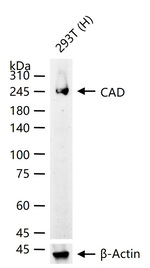 CAD Recombinant Rabbit Monoclonal Antibody (3E5)