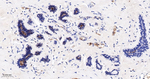 LGR6 Antibody in Immunohistochemistry (Paraffin) (IHC (P))