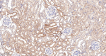 LGR6 Antibody in Immunohistochemistry (Paraffin) (IHC (P))