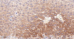 LGR6 Antibody in Immunohistochemistry (Paraffin) (IHC (P))