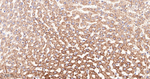 LGR6 Antibody in Immunohistochemistry (Paraffin) (IHC (P))