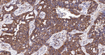 LGR6 Recombinant Rabbit Monoclonal Antibody (12H9)