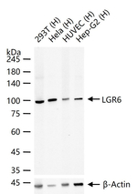LGR6 Antibody in Western Blot (WB)