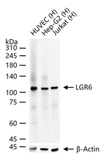 LGR6 Antibody in Western Blot (WB)
