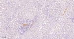 Fibrinogen alpha chain Antibody in Immunohistochemistry (Paraffin) (IHC (P))