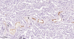 Fibrinogen alpha chain Antibody in Immunohistochemistry (Paraffin) (IHC (P))