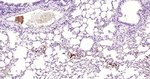 Fibrinogen alpha chain Antibody in Immunohistochemistry (Paraffin) (IHC (P))