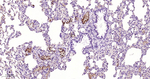 Fibrinogen alpha chain Antibody in Immunohistochemistry (Paraffin) (IHC (P))