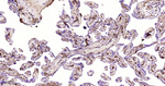 Fibrinogen alpha chain Recombinant Rabbit Monoclonal Antibody (8F2)